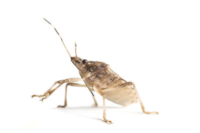 Close-up of insect against white background