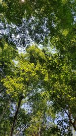 Low angle view of trees in forest