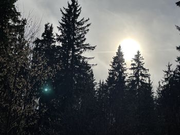 Low angle view of trees against sky