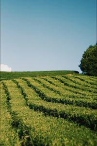 Scenic view of agricultural field against clear sky