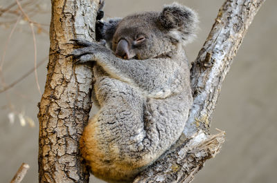 Close-up of animal sleeping on tree trunk