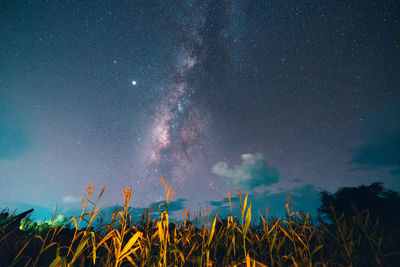 Low angle view of star field against sky at night