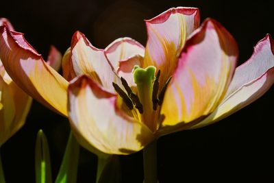 Aging tulips