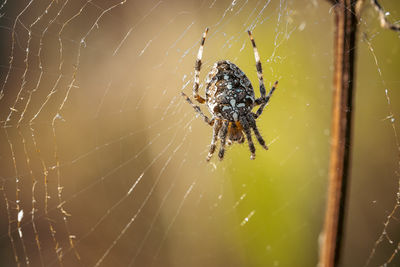 spider web