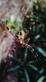 Close-up of spider web