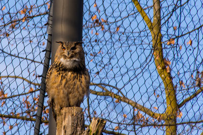 Low angle view of cat behind fence