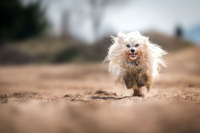 Portrait of dog running on land