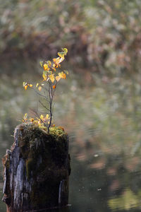 Close-up of plant on rock against blurred background