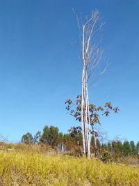 Plant growing on field against sky