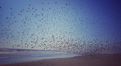 Flock of birds flying at beach against clear sky