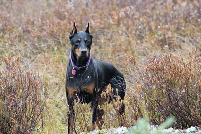 Portrait of dog on grass