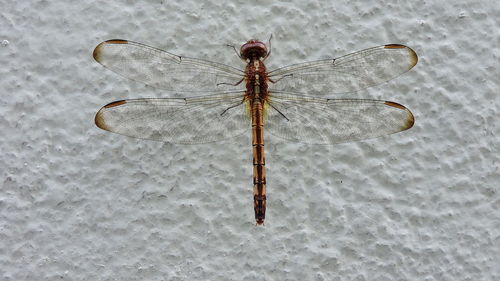 Close-up of insect