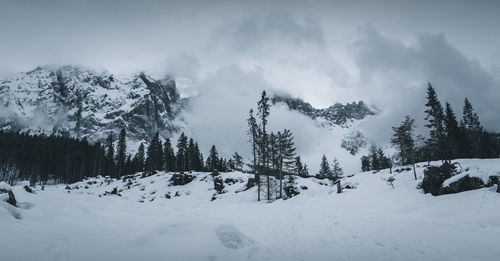 Pine trees on snow covered mountain against sky