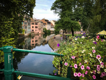 Flowering plants by trees against sky