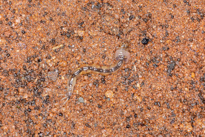 High angle view of lizard on land