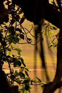 Close-up of silhouette tree against sky