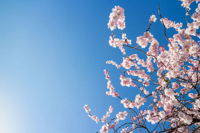 Low angle view of cherry blossoms against sky