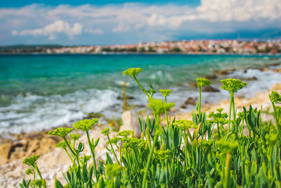 Scenic view of flowering plants on land against sky