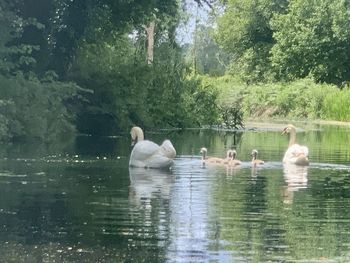 Swans swimming in lake