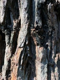 Full frame shot of tree trunk