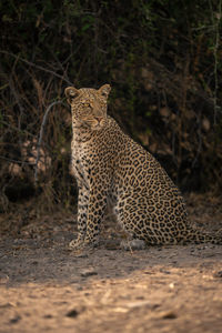 Leopard standing on field