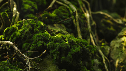 Close-up of moss growing on tree