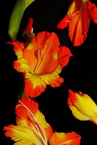 Close-up of day lily against black background