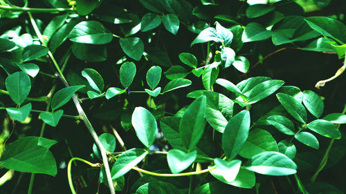 Full frame shot of fresh green plants