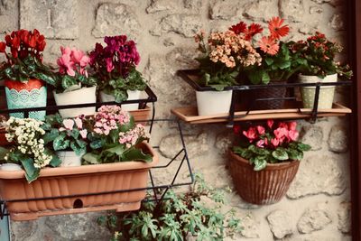 Potted plants and flower pot