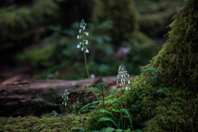 Close-up of plants growing on land