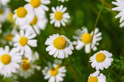 Close-up of white chamomile flowers