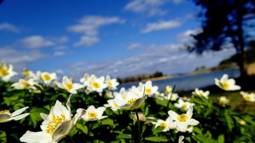 Close-up of flowering plants against sky