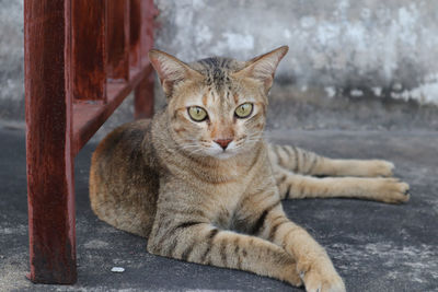 Close-up portrait of tabby cat sitting outdoors