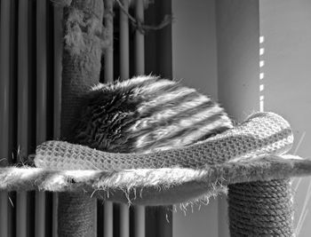 Close-up of a cat sleeping in basket