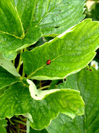 Close-up of ladybug on leaf