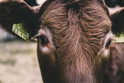 Close-up portrait of a cow calf