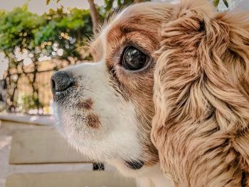 Close-up portrait of a dog looking away