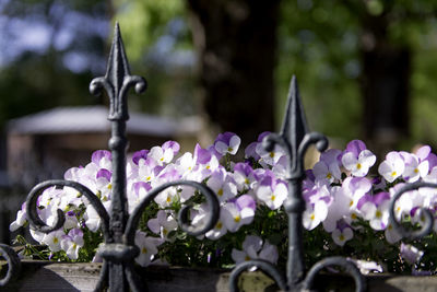 Close-up of flowers