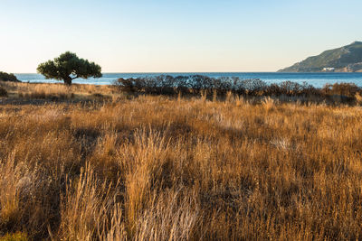 Scenic view of sea against clear sky