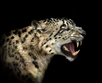 Close-up of cat against black background