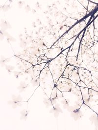 Low angle view of bare tree