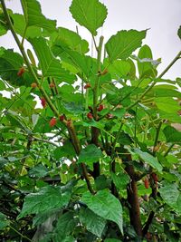 Close-up of fresh green plant