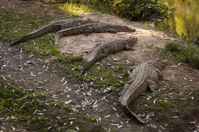 High angle view of animal relaxing on riverbank