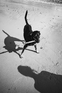High angle view of dog on sand
