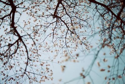 Low angle view of flower tree against sky