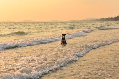 Front view of a dog playing in the water on the beach against the sky during sunset