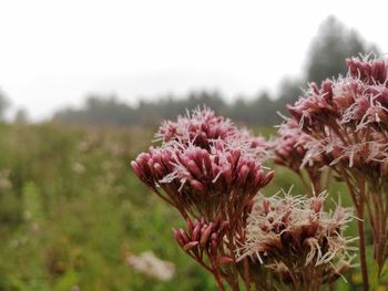 Close-up of pink flowering plants