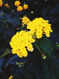 Close-up of yellow flowering plant