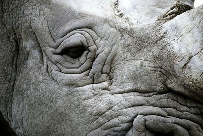 Full frame shot of elephant