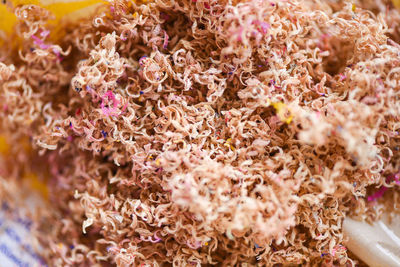 Full frame shot of pink flowering plants
